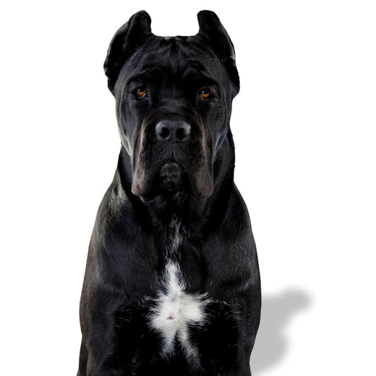 Cane Corso Breed Profile