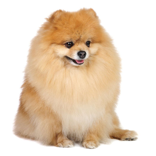 Pomeranian Breed Profile