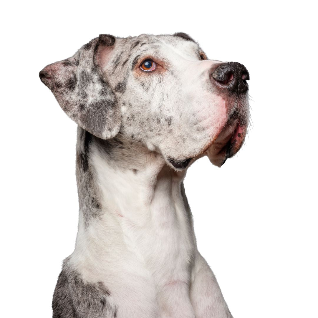 Great Dane Breed Profile