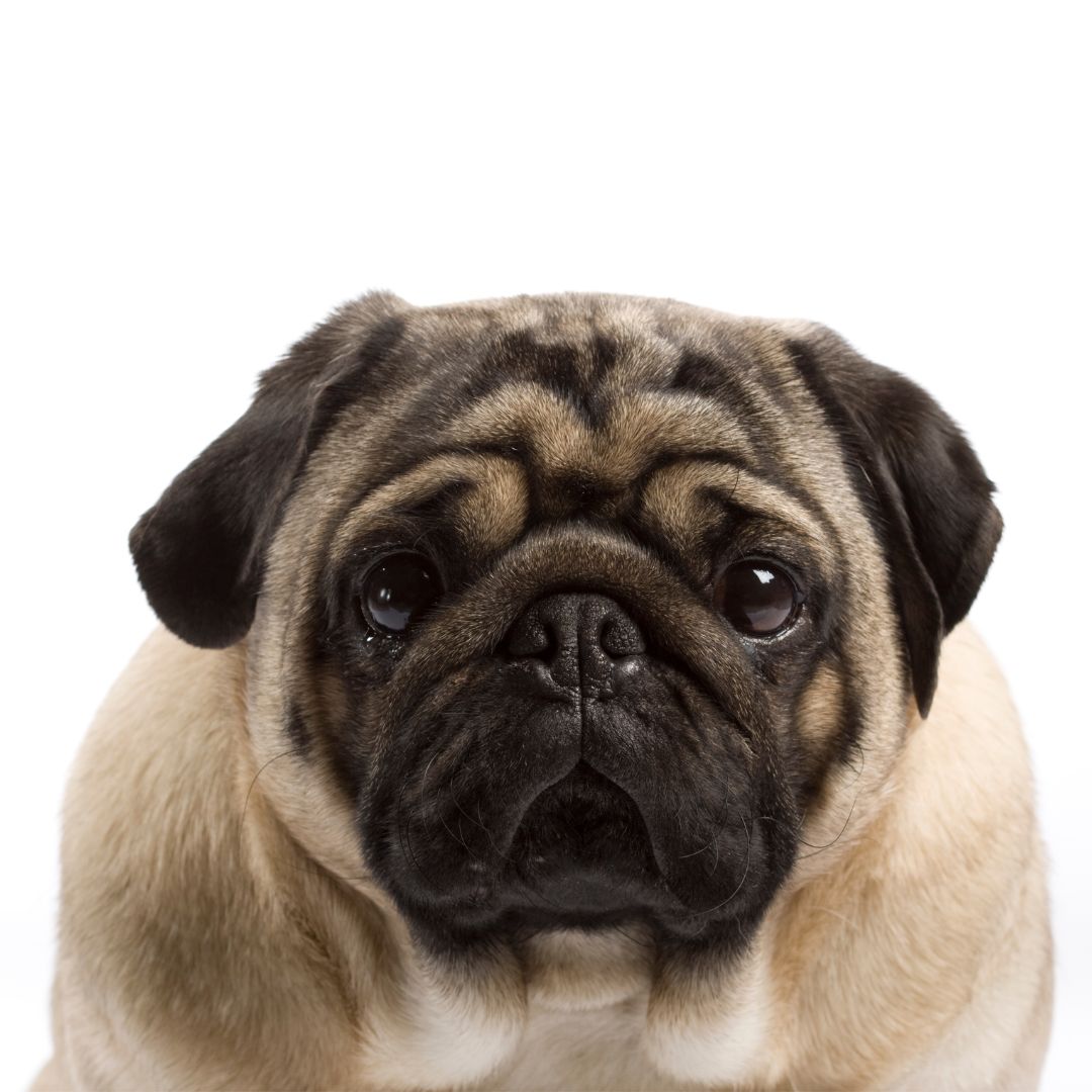 Pug Breed Profile