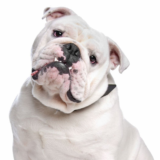 English Bulldog Breed Profile