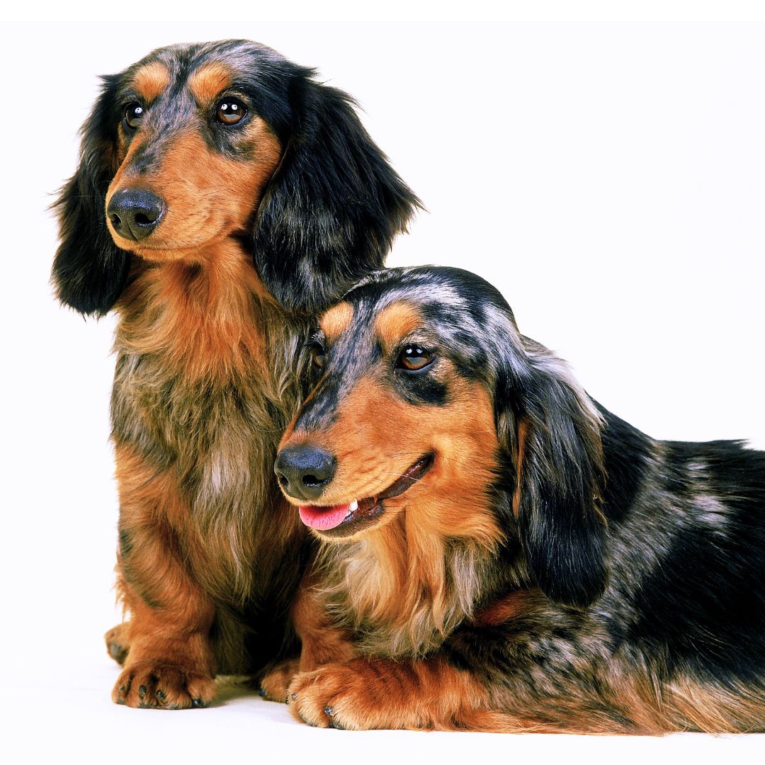 Dachshund Breed Profile