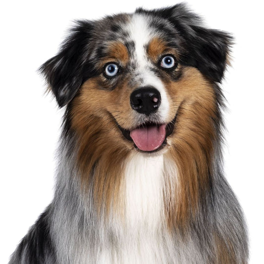 Australian Shepherd Breed Profile