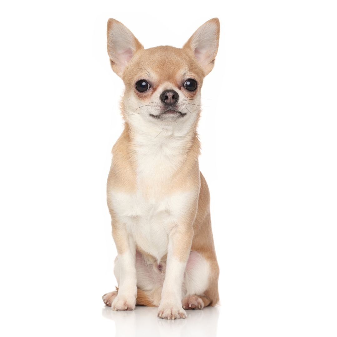 Chihuahua Breed Profile