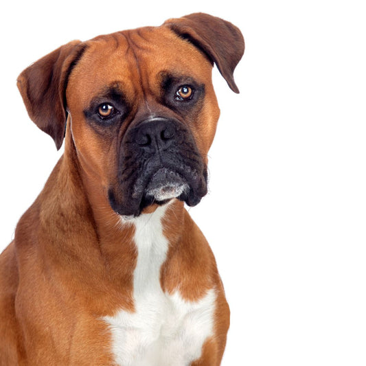 Boxer Breed Profile