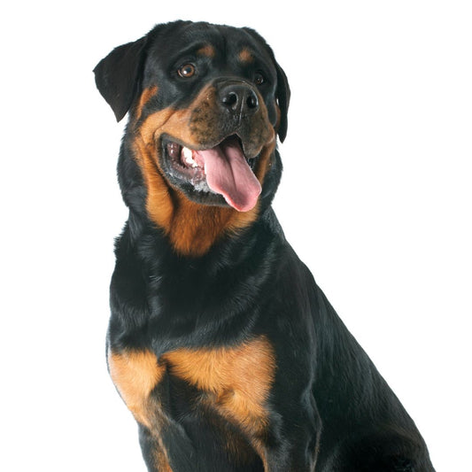 Rottweiler Breed Profile