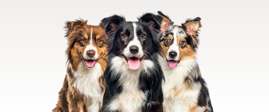 Does Dog DNA Testing Determine Canine Breeds?