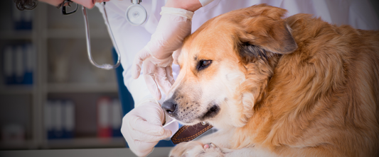 How to Determine the Accuracy of a Dog DNA Test?