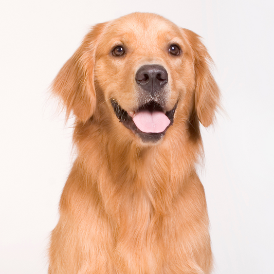 Golden Retriever Breed Profile