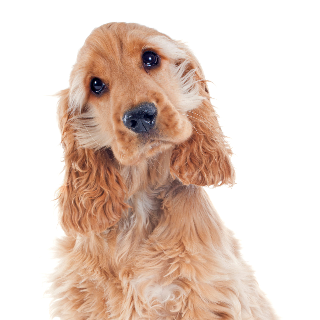 English Cocker Spaniel Breed Profile