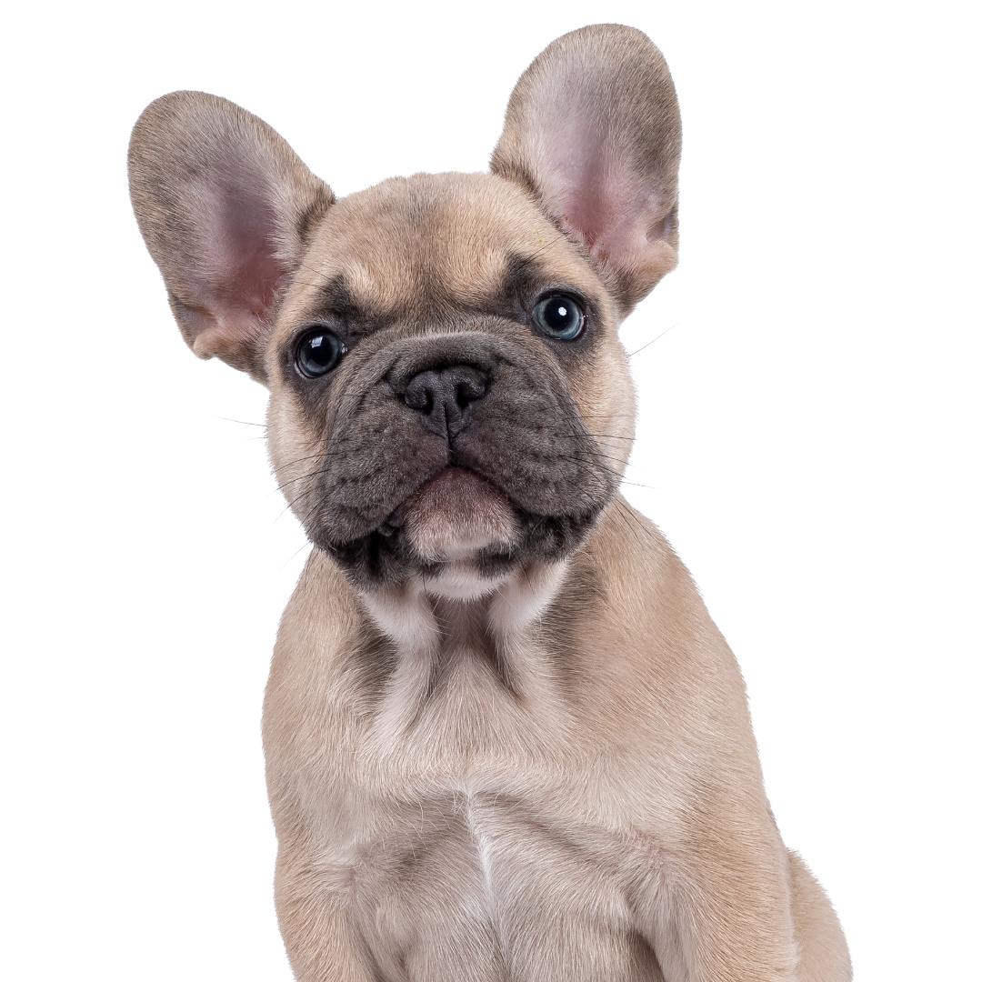 French Bulldog Breed Profile