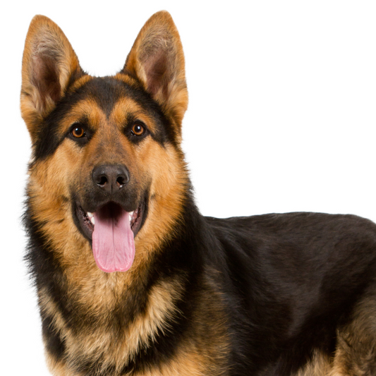 German Shepherd Breed Profile