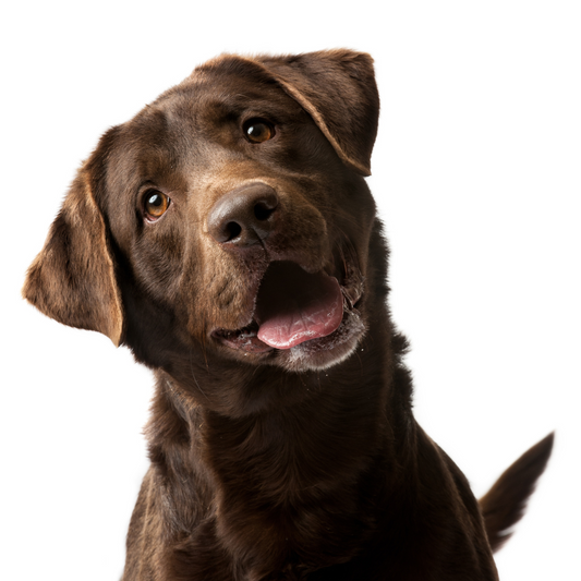 Labrador Retriever Breed Profile