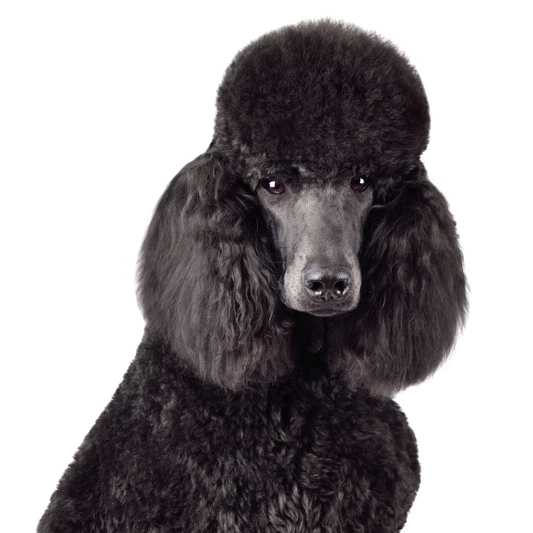 Standard Poodle Breed Profile